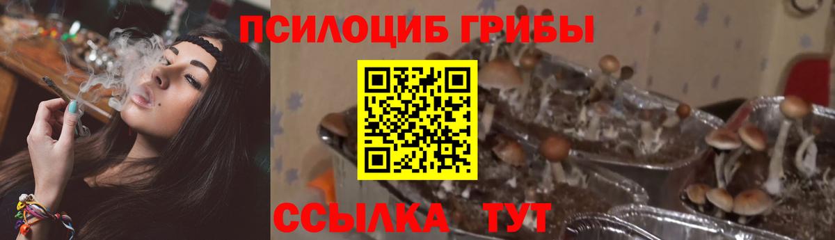 Галлюциногенные грибы прущие грибы  Псилоцибиновые грибы GOLDEN TEACHER  Вход с VPN  Биробиджан 